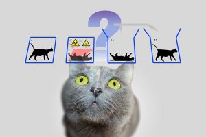 Explaining Schrödinger's cat