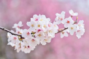 cherry blossom in spring time