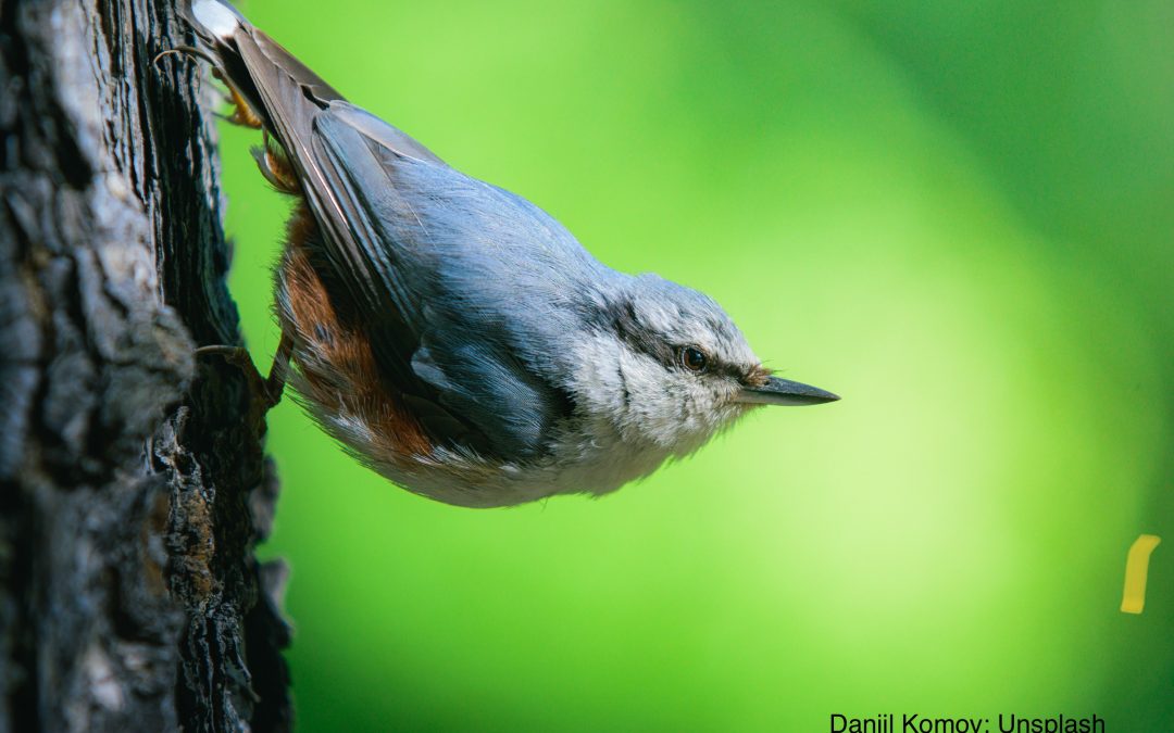 Have I completely lost my Nuthatch?